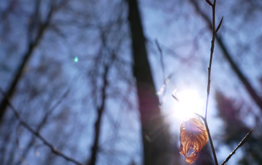 阳光透过树枝空镜头视频素材