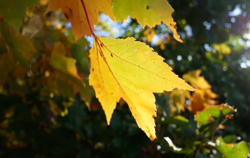 阳光下金黄色枫叶特写视频素材