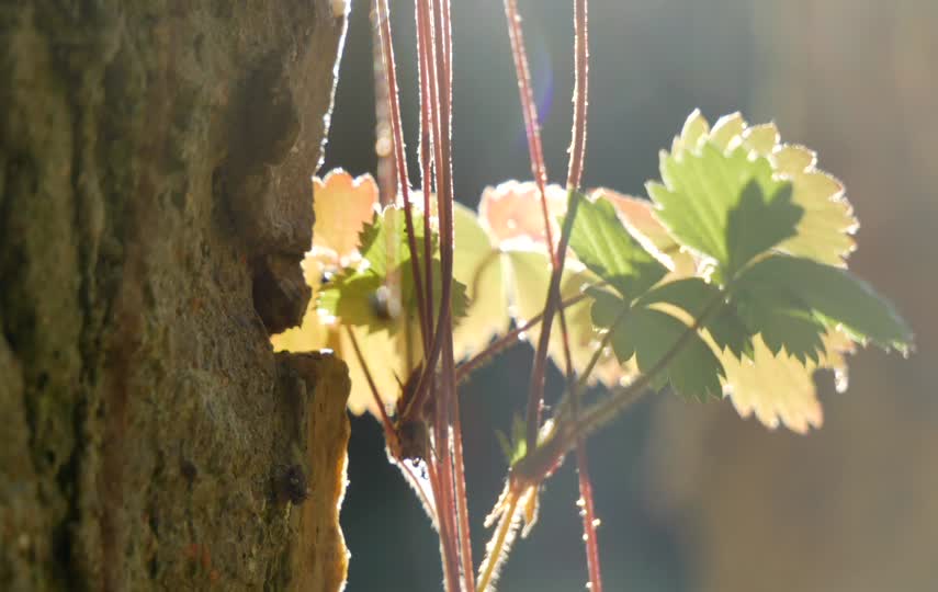 微风下墙边树叶不停摆动视频素材