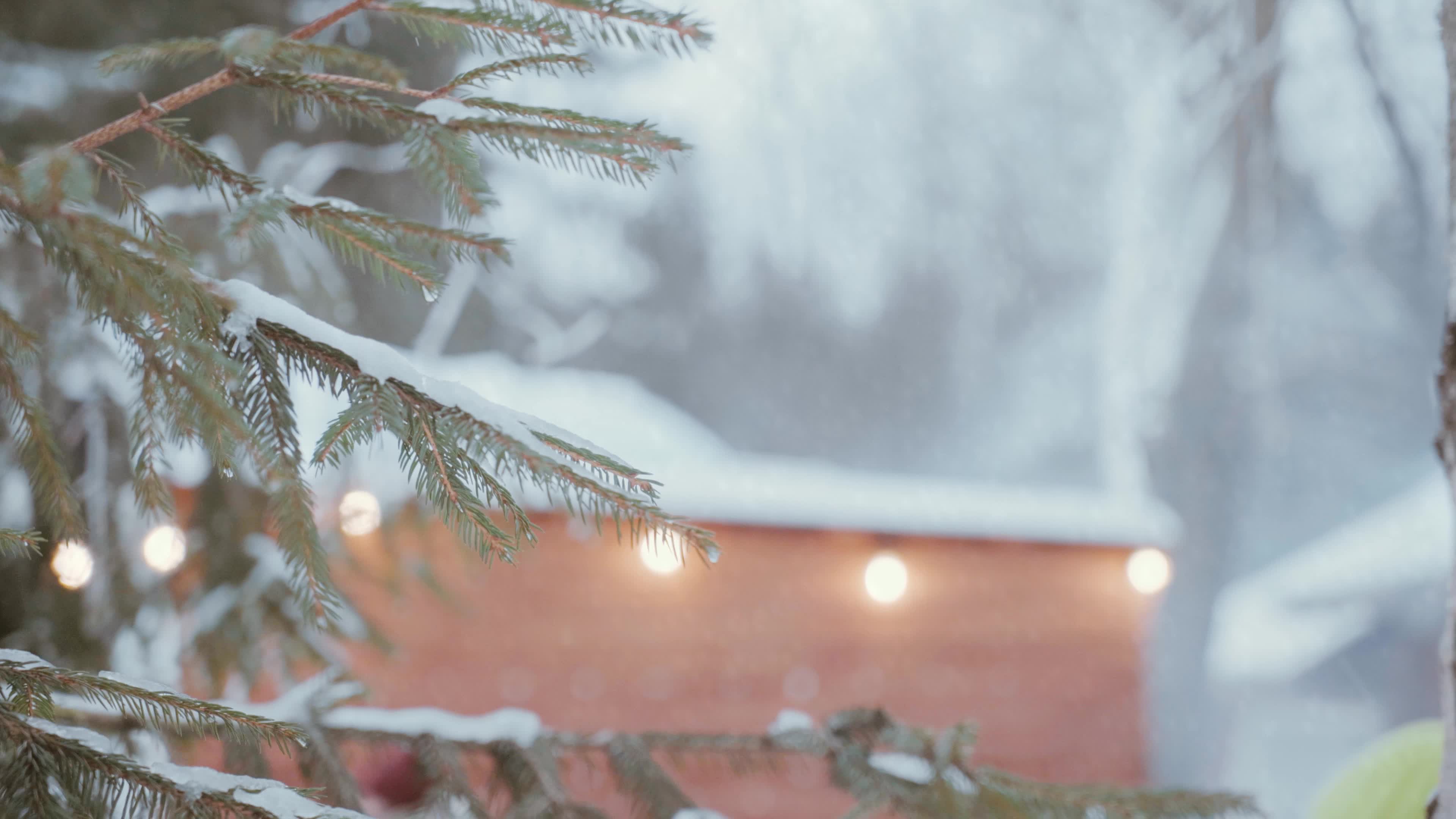 下雪中的松树树枝视频素材