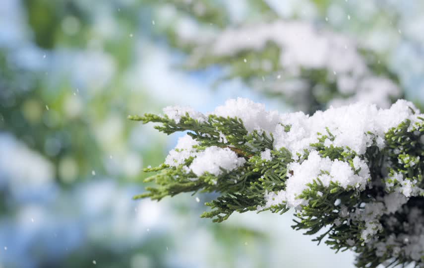 雪花飞落在松树枝叶上