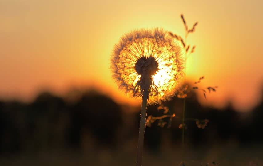 夕阳下的蒲公英唯美视频素材