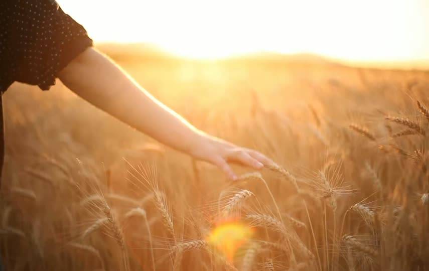 手抚摸麦田的麦穗意境视频素材