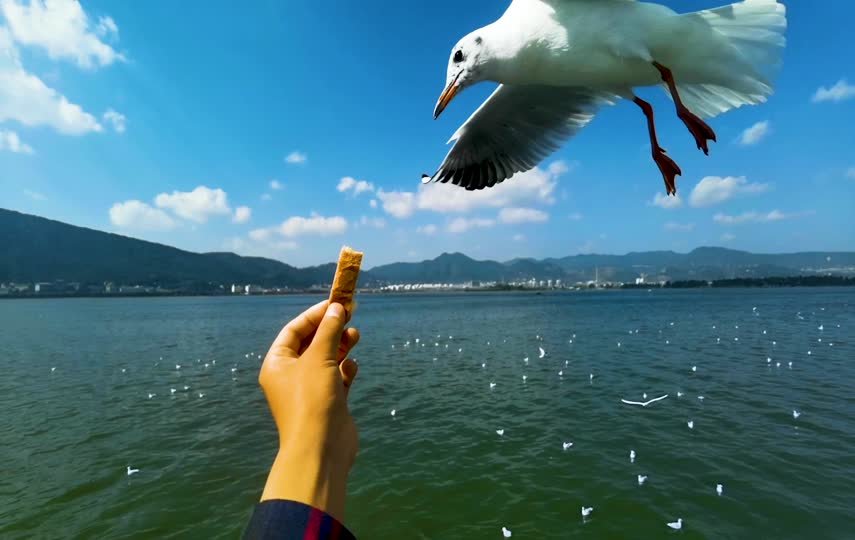 喂海鸥特写镜头短视频素材