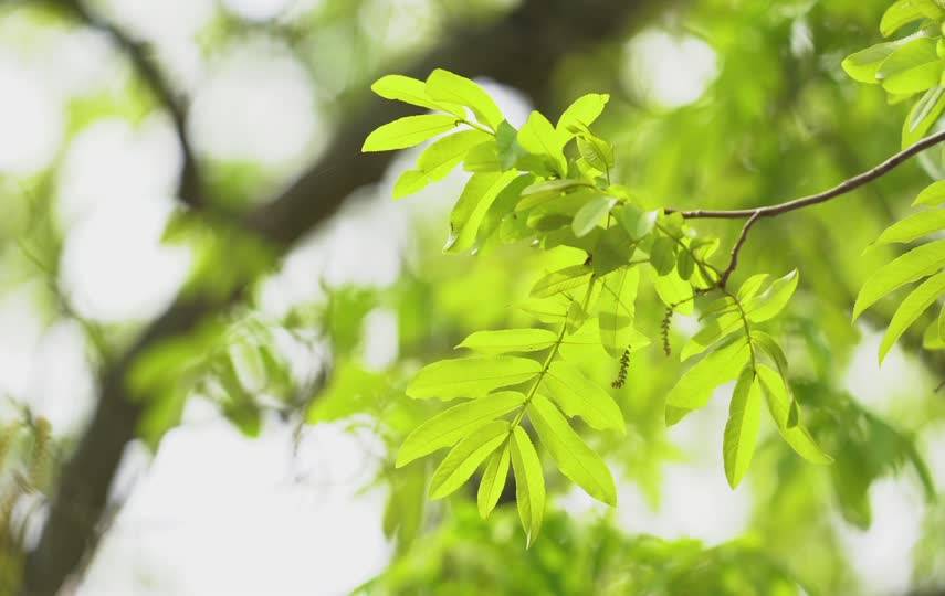 小清新树叶在风中飞舞短视频素材
