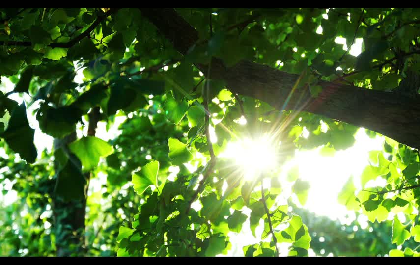 阳光透射茂密的树叶唯美短视频素材