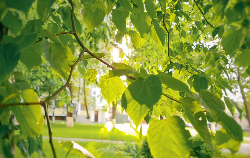 路边微风吹拂的树叶唯美短视频素材