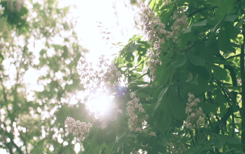 树花透过阳光唯美短视频素材