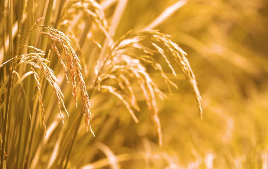 金色的麦穗唯美短视频素材