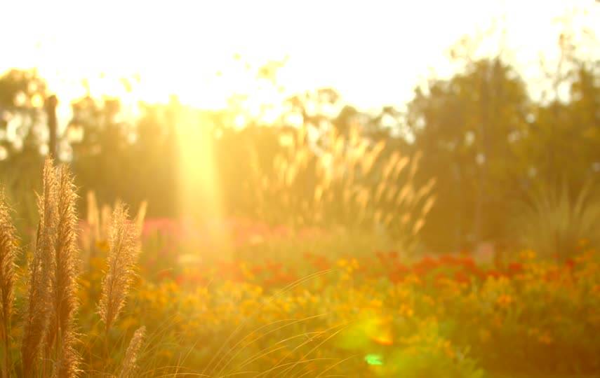 暖色的阳光唯美视频素材