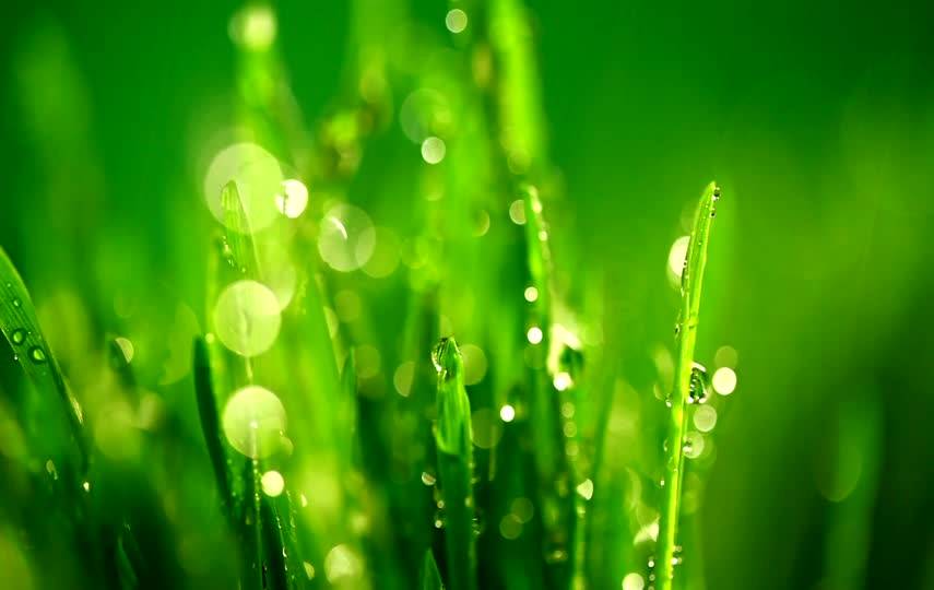 小草上的露珠小清新素材