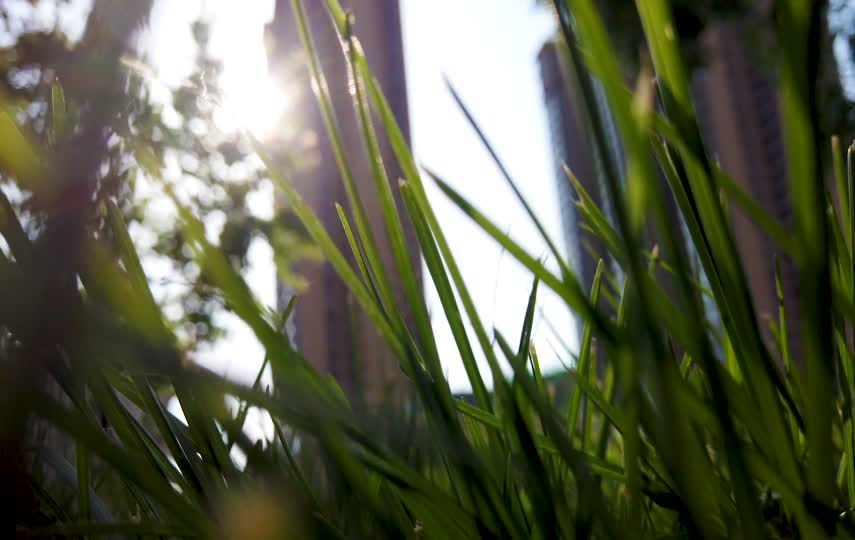 阳光透过草丛唯美短视频素材