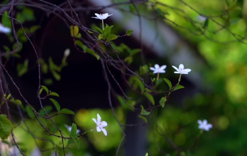 小百花盛开实拍视频素材