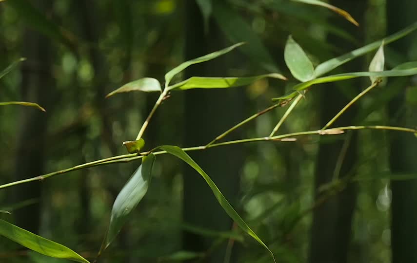 树枝特写视频素材