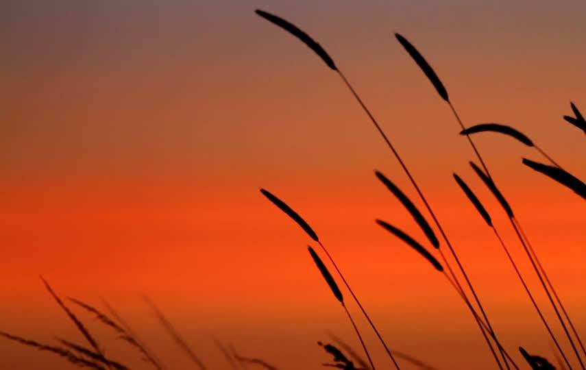 日落下的狗尾巴草视频素材