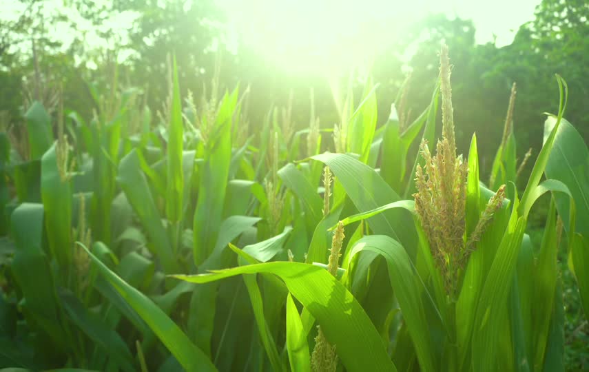 清晨阳光照射在植物短视频素材