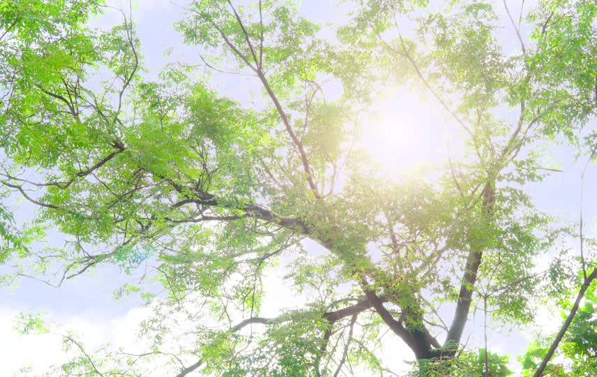 初夏阳光穿透树枝小清新短视频素材