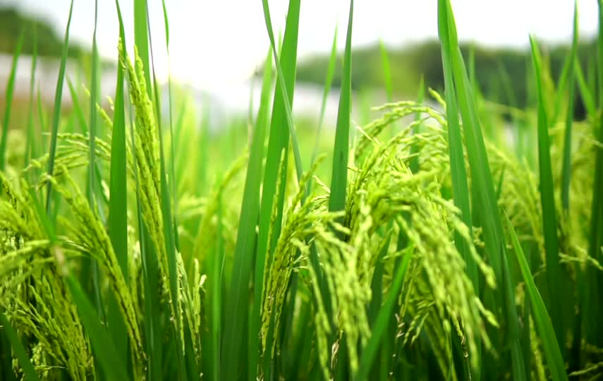 绿色稻子麦穗小清新视频素材